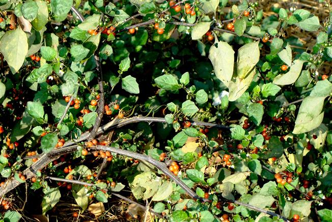  Plant with mature fruits